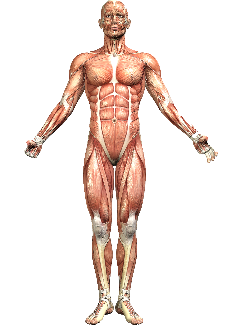 human body